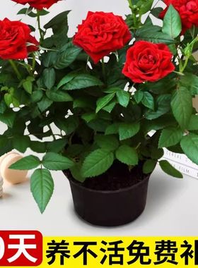 玫瑰花苗带花苞月季特大花树四季花开盆栽花卉室内阳台易活绿植物
