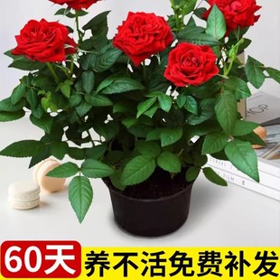 玫瑰花苗带花苞月季特大花树四季花开盆栽花卉室内阳台易活绿植物
