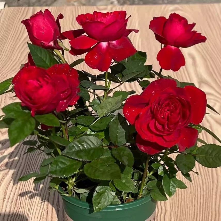 玫瑰花苗带花苞月季特大蔷薇四季花开盆栽花卉室内阳台易活绿植物,鲜花速递/花卉仿真/绿植园艺,红掌/凤梨/温室花卉,淘宝优惠券,粉丝福利购,淘宝优惠卷