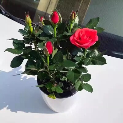 云南玫瑰花苗特大花带花苞花卉盆栽四季开庭院阳台月季蔷薇花苗