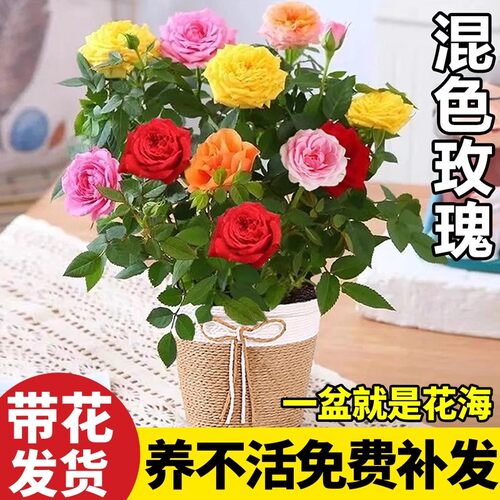 多色玫瑰大花苗带花苞重瓣月季盆栽室内阳台庭院四季开鲜花卉植物