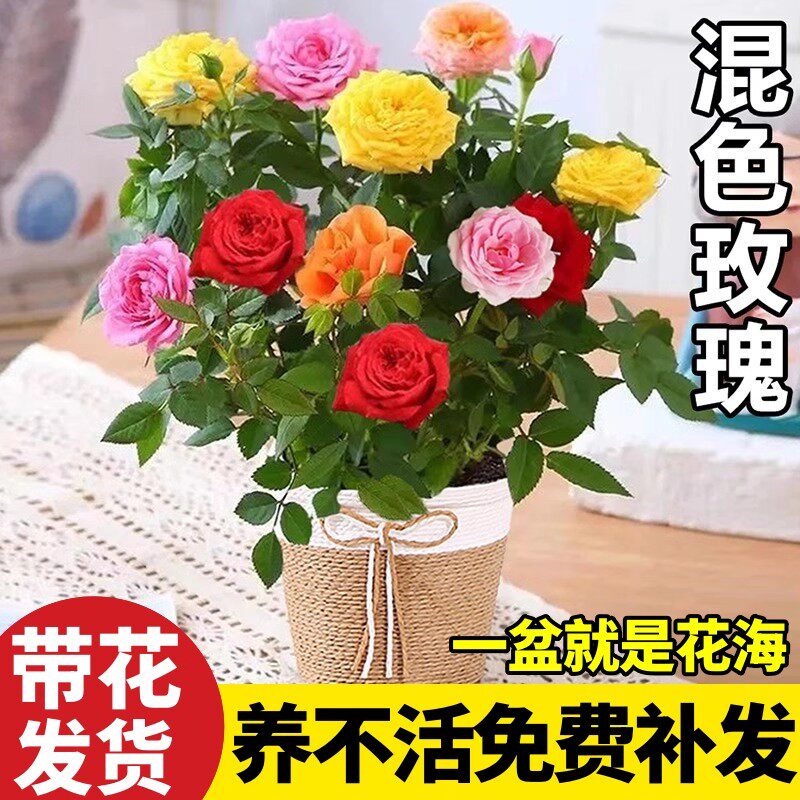 云南玫瑰花苗老桩种植基地月季绿