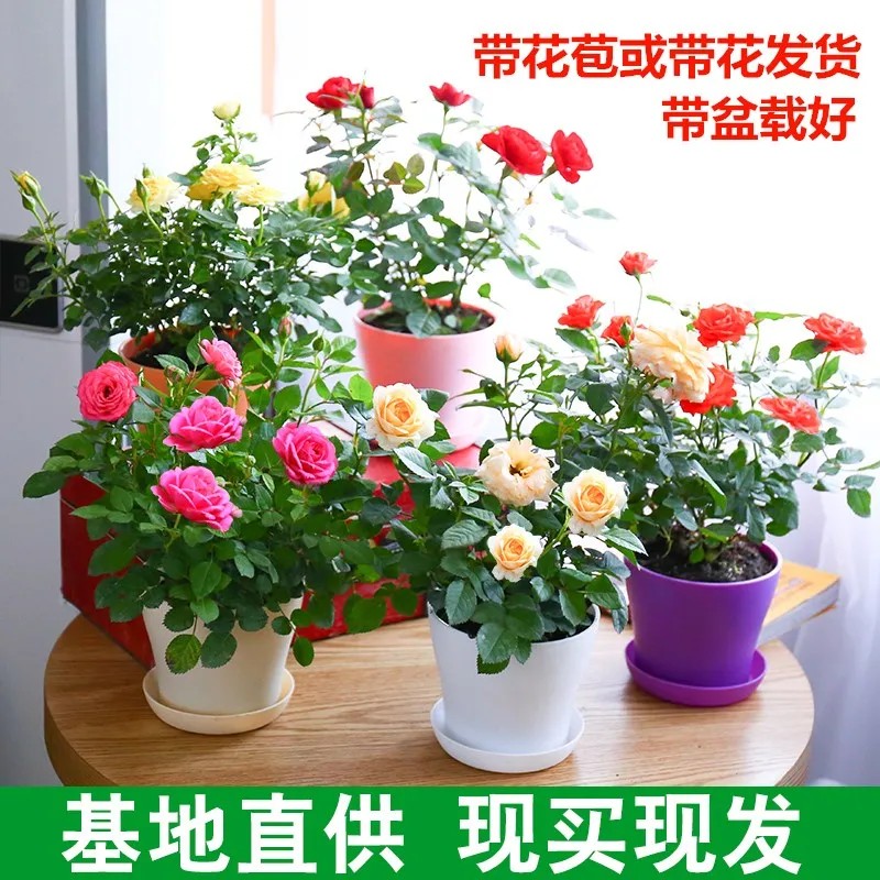 玫瑰花苗带花苞特大花月季花卉植物室内果汁阳台鲜花盆栽四季开