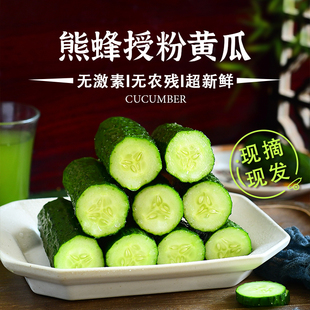 黄瓜新鲜生吃绿色长黄瓜蔬菜水果黄瓜自然熟孕妇农家天然蜂果家
