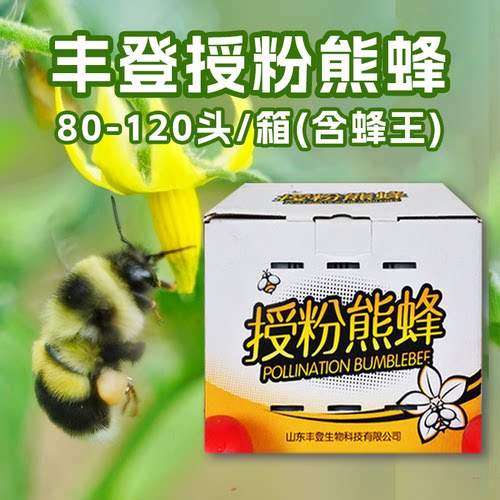 丰登熊蜂活力好使用周期长授粉