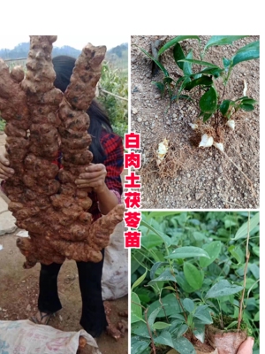 广西正宗白肉土茯苓种苗冷饭头硬饭头林下种植原土培育布杯苗包邮