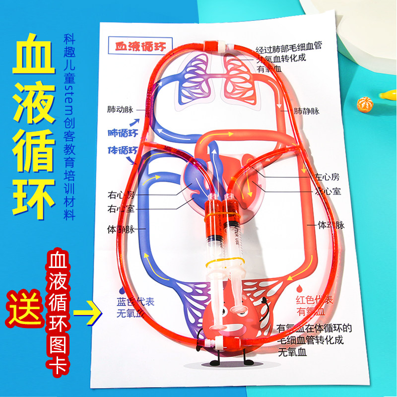 DIY人体血液循环小学生科学实验 小发明创造stem手工物理材料教具属于什么档次？