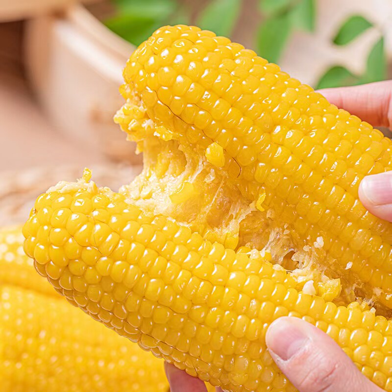 粘糯玉米10根粘糯玉米棒黄糯玉米真空新鲜非常好吃没有农药化肥