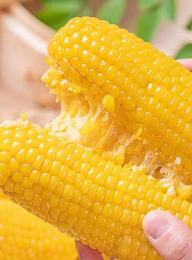 粘糯玉米10根粘糯玉米棒黄糯玉米真空新鲜非常好吃没有农药化肥