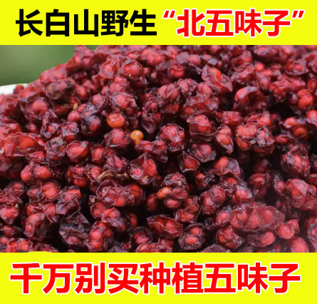五味子中药材野生睡眠长白山