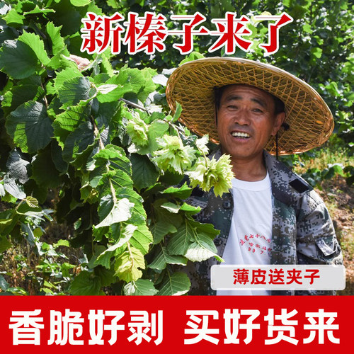【小孟】 2025年水仁带绿皮新鲜榛子东北特产铁岭小东北榛子坚果