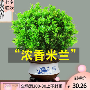 盘栽树木盆栽日式庭院植物适合懒人养的宿舍绿植大厅花盆适合家里