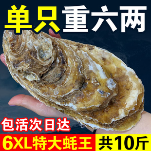 超大蚝王6XL鲜活乳山生蚝新鲜牡蛎特大肉海蛎子10斤海鲜刺身即食