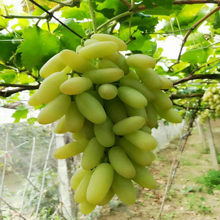 怀来特产马奶王葡萄新鲜水果孕妇水果,自产自销7斤顺丰冷运包邮
