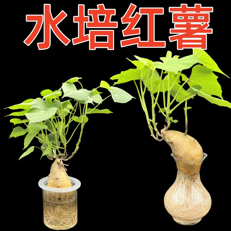 学生幼儿园水培红薯地瓜观察自然水养蔬菜儿童盆栽生长实验植物角