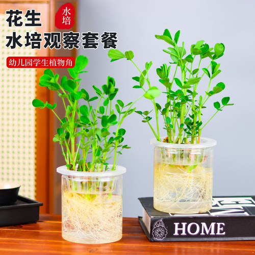 水培花生植物角发芽盒