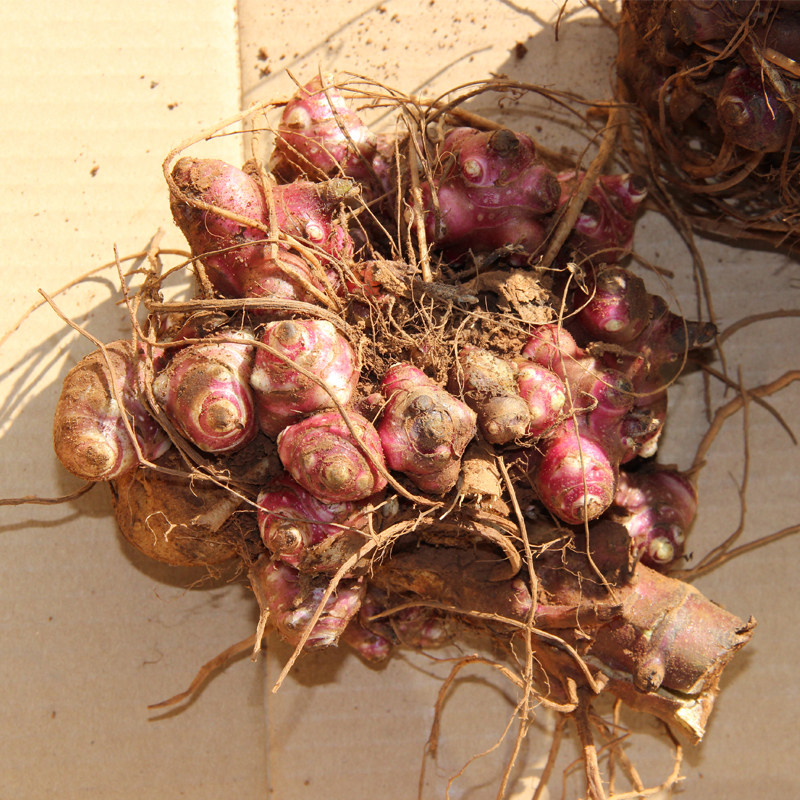 云南特产促销新鲜水果现挖农家自种 天山雪莲果种子种苗50斤包邮