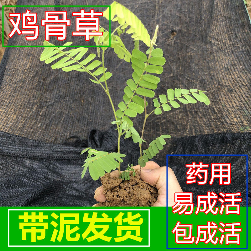 正宗鸡骨草2026时令草本中药材绿植盆栽药材植物苗 带土径叶有毛