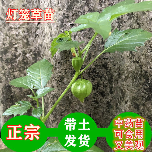 绿植灯笼草苗盆栽鬼灯笼新鲜