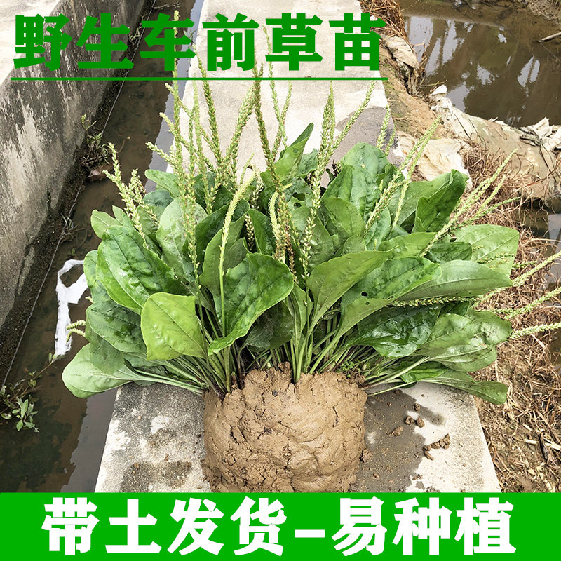 车钱草室内厅院痰热咳嗽盆栽绿植