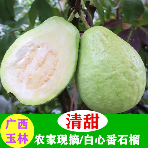 广西玉林当季现摘芭乐脆甜新鲜