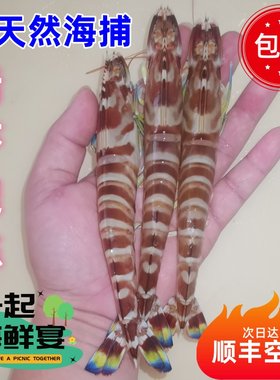 鲜活急冻竹节虾野生海捕顺丰空运