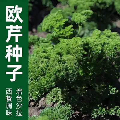欧芹种子菊花叶调味香芹菜籽法芹香料欧芹盆栽可食用蔬菜种子大全