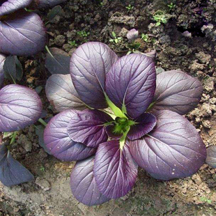 紫贵妃油菜种子阳台盆栽蔬菜种子