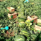 Семена семян семян семян арбуз