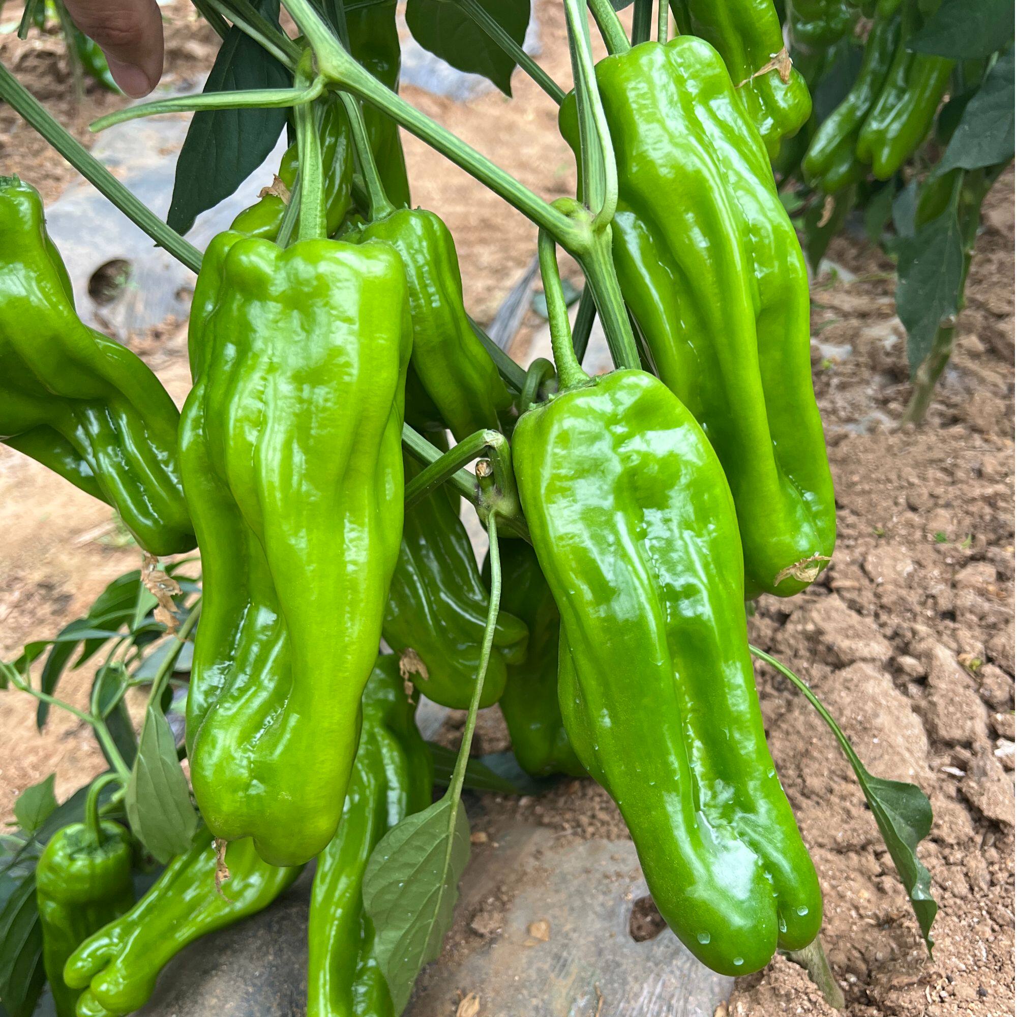 寿光香辣阳台盆栽四季蔬菜种子