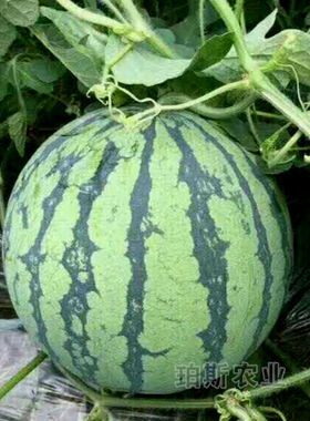 2K西瓜苗8424西瓜苗红玉西瓜苗西瓜种子