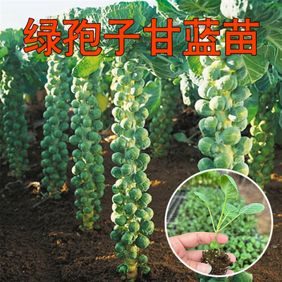 孢子甘蓝苗四季高产串收小包菜种子种苗盆栽地栽