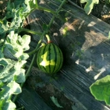 Семена семян семян семян арбуз