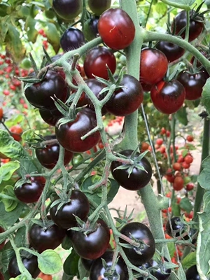 蔬菜种圣女四季润泊农金