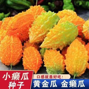 小癞瓜种子金铃子赖葡萄赖瓜蔬菜种籽四季阳台庭院爬藤