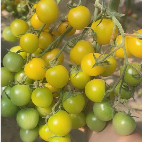 寿光种子珍珠大棚露天小番茄包邮