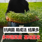 Саженцы для саженцев томатов, яйца семян семян семян, саженцы баклажанов, семена огурца, саженцы арбузов, саженцы перца, семена томатов 孑