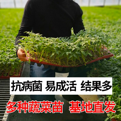 Саженцы для саженцев томатов, яйца семян семян семян, саженцы баклажанов, семена огурца, саженцы арбузов, саженцы перца, семена томатов 孑