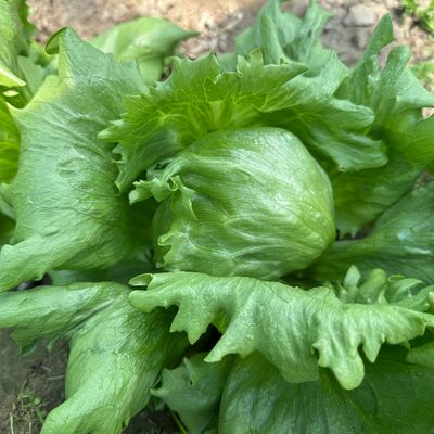 种子阳台四季高产圆形寿光蔬菜