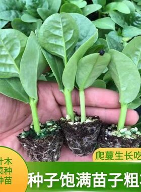 绿色四季播庭院大田包邮寿光蔬菜
