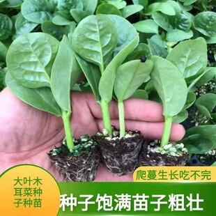 蔬菜苗高产大叶木耳菜种子木耳菜苗盆栽庭院种植