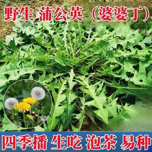 野生蒲公英种子的种籽种植婆婆丁浦公英四季盆栽食用蔬菜野菜苗孑