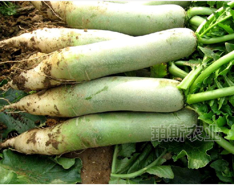 寿光耐热大棚阳台蔬菜种子包邮