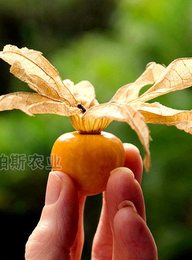 种子蔬菜润泊农金四季