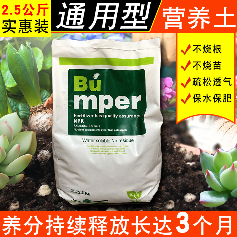 润泊农金种菜绿植多肉种菜包邮