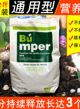 润泊农金种菜绿植多肉种菜包邮