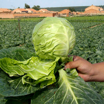 蔬菜早熟室内阳台春秋包邮甘蓝