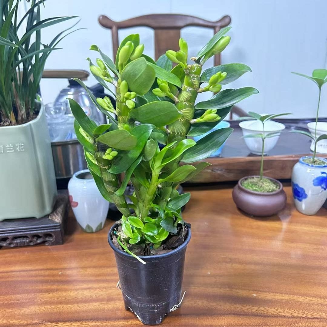 带花苞春石斛甜心公主开花浓香型
