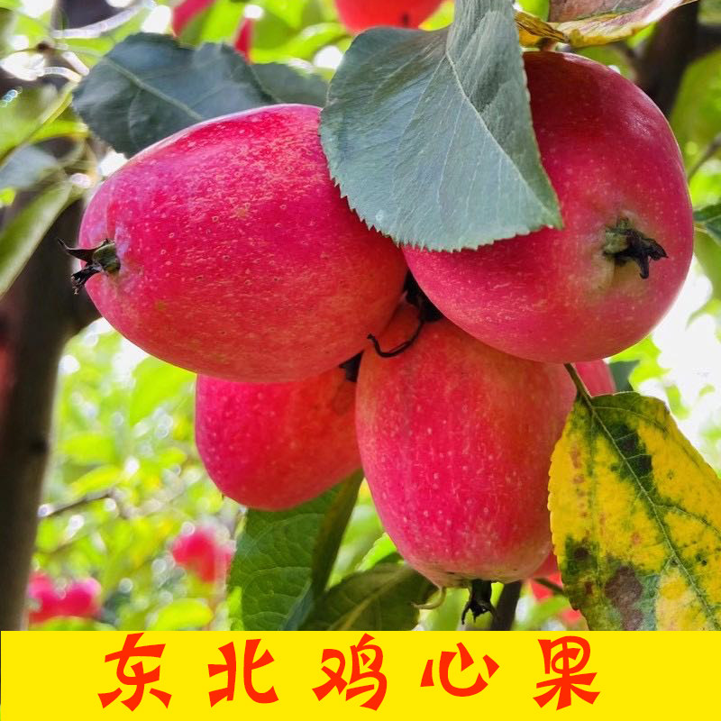 鸡心果甜脆汁水多应季水果