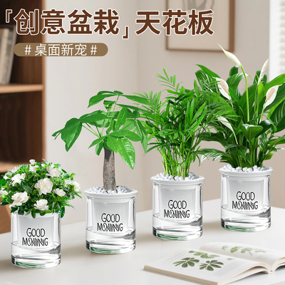 【水培绿植四件套】发财树白掌栀子花桌面植物小盆栽办公桌绿植